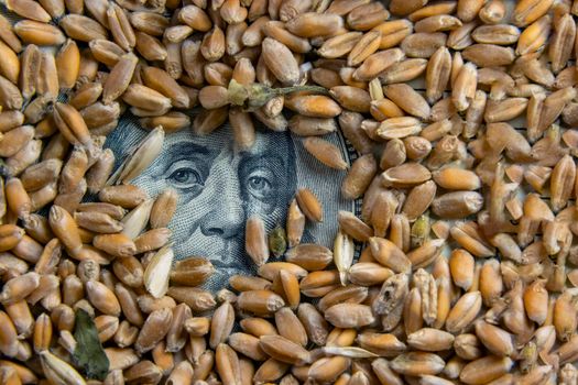 100 dollar bill covered with wheat grain, among which you can see a portrait of Benjamin Franklin