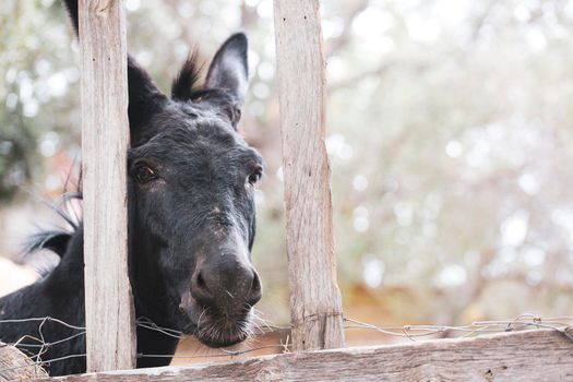 On a farm there is a black donkey behind a wooden fence