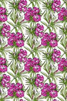 Seamless pattern. On a white background, pink and purple carnation flowers, large binding.