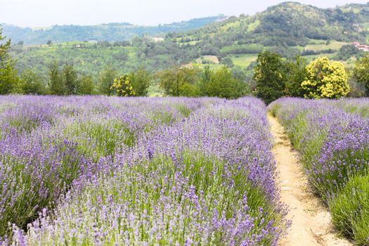 Field of lavender in bloom in France