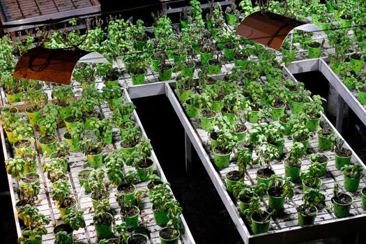 Napoli, Italy, 24/07/2017: Underground Naples, basil cultivation with artificial light to be used on pizza typical of Naples 