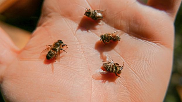 four sick death bees held on the palm of their hand