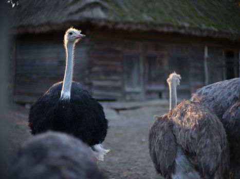 Sunlight illuminating an ostrich surrounded by a group of ostriches on a farm