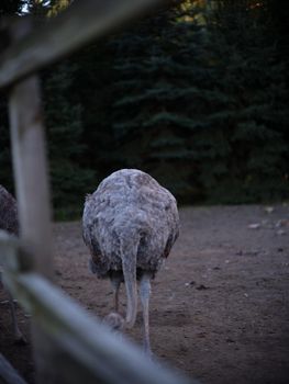 Vertical photo of a ostrich with head down walking inside a farm surrounded by a fence