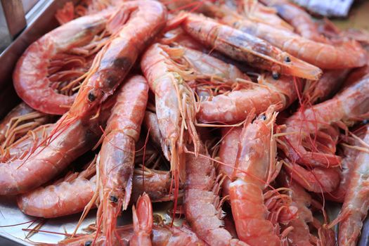 Fresh red shrimp of the mediterranean  sea