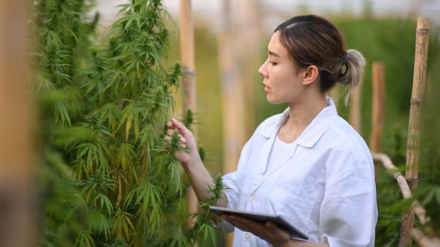 Shot of female scientist working in hemp field, checking plants. Agriculture and herbal medicine concept.