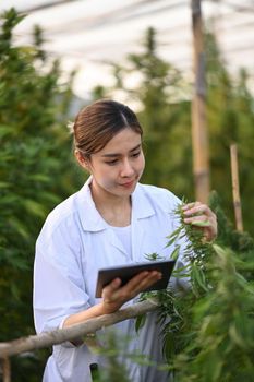 Professional researchers working in cannabis field, checking plants. Agriculture and herbal medicine concept.