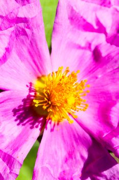 Image of a flower photographed with macro technique, you see the detail of  leaves and pollen