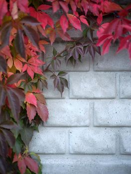 Vertical photo with copy space of leaves hanging from a climbing plant on a wall