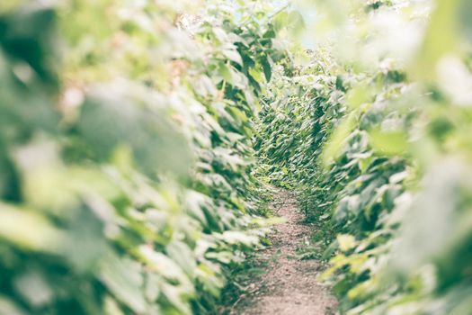 Path with cultivation of raspberries and green leaves