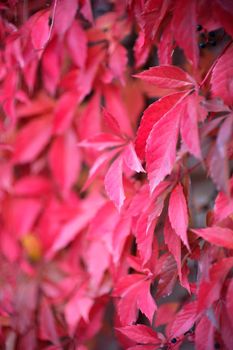 Wallpaper of vivid red-colored leaves of a climbing plant hanging from a wall in autumn