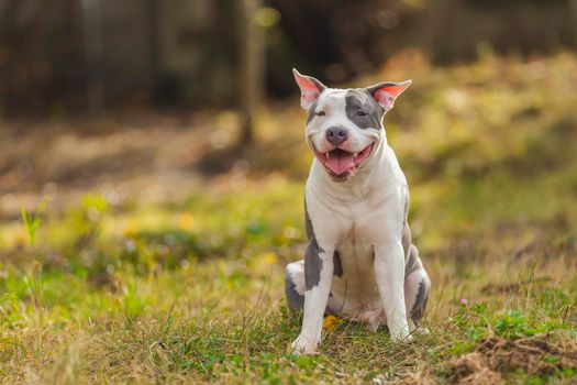 positive pit bull puppy on the lawn