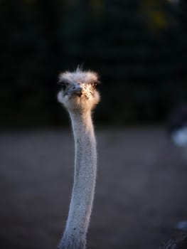 Vertical photo of the neck and face of an ostrich illuminated by the sunset sun