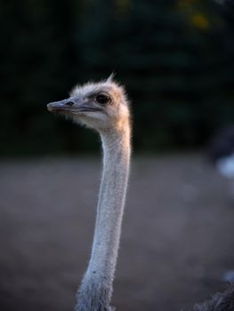 Vertical photo of the upper part an ostrich illuminated by the sunset sun