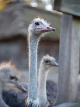Vertical photo of a group of ostriches in the open air