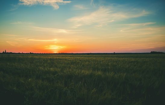 Sunset on the field in summer. Selective focus. nature.