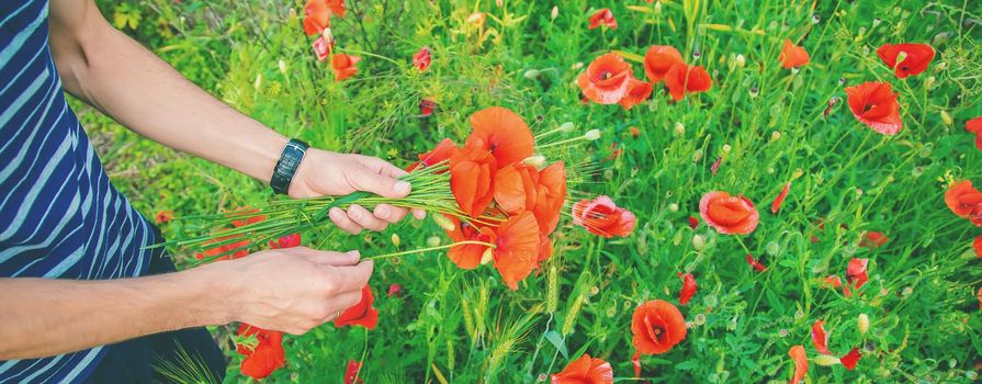 man collects a bouquet of wildflowers. Poppies selective focus. nature.