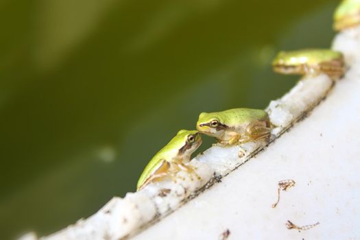 Two tiny green frogs kissing in the lake