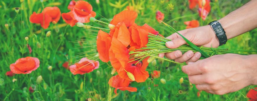 man collects a bouquet of wildflowers. Poppies selective focus. nature.