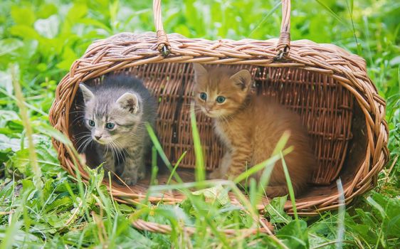 Little kittens are gray and red. Selective focus. Animals.