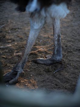 Vertical photo of the detail of the the legs of an ostrich on a farm