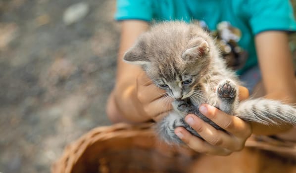 Little kittens in the hands of children. Selective focus. Animals.