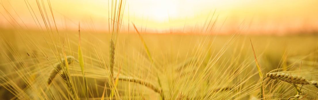 Sunset on the field in summer. Selective focus. nature.