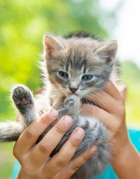 Little kittens in the hands of children. Selective focus. Animals.