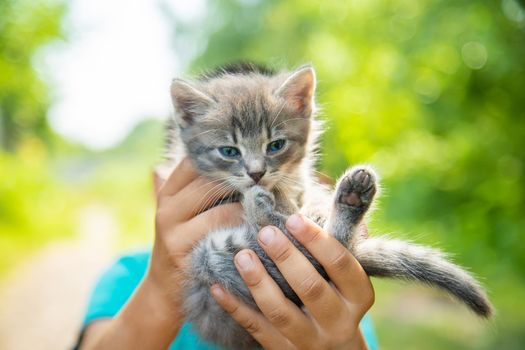 Little kittens in the hands of children. Selective focus. Animals.