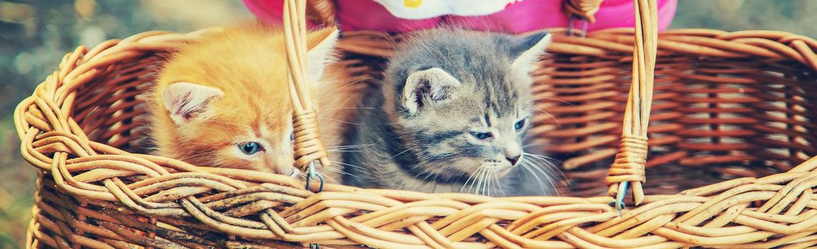 Little kittens in the hands of children. Selective focus. Animals.