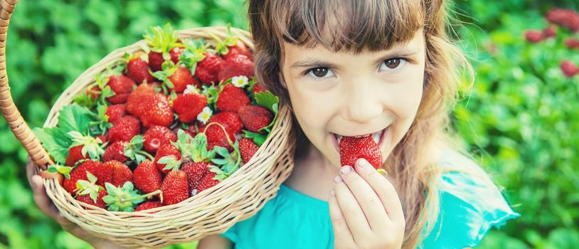 The child collects strawberries in the garden. Selective focus.