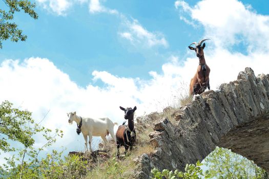 Goats grazing in the Ligurian Mountains