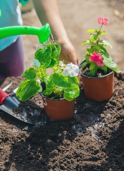 A little girl is planting flowers. The young gardener. Selective focus. nature.