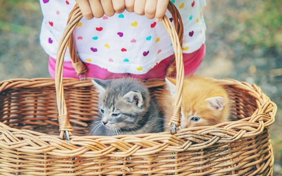 Little kittens in the hands of children. Selective focus. Animals.