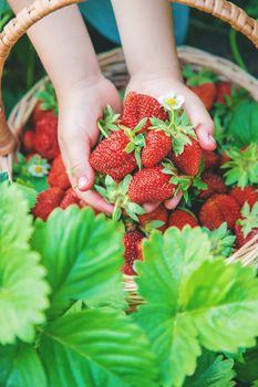 The child collects strawberries in the garden. Selective focus. nature.
