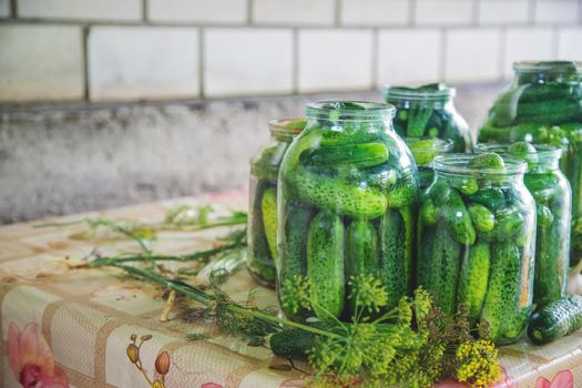 preservation of fresh house cucumbers. Selective focus. nature