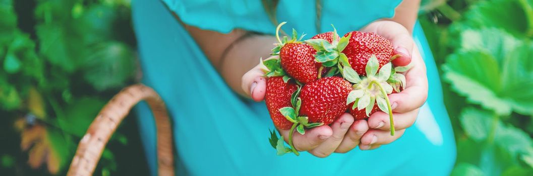 The child collects strawberries in the garden. Selective focus. nature.