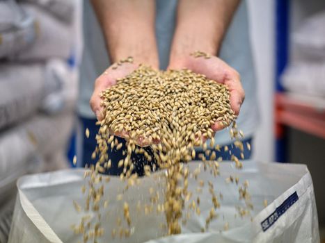 Hands of a person full of barley grain falling over the sides on top of a sack.