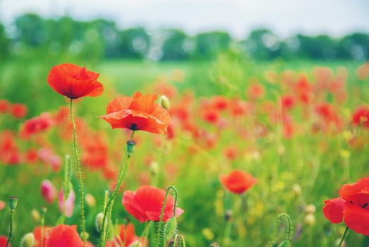field with blooming red poppies. selective focus. nature