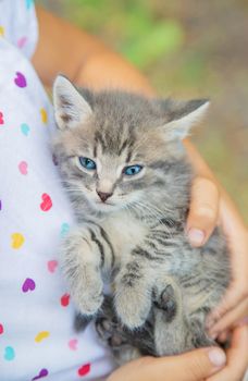 Little kittens in the hands of children. Selective focus. Animals.