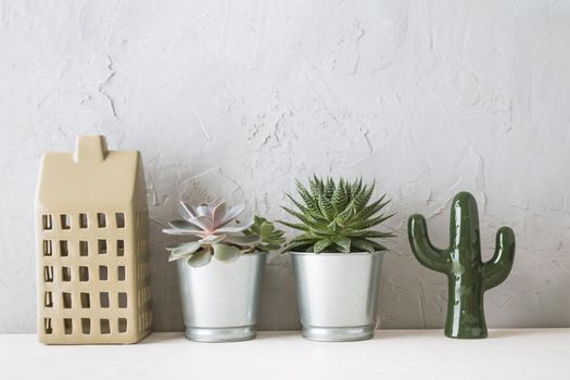 succulents in the Scandinavian interior near the concrete wall. mock up. High quality photo