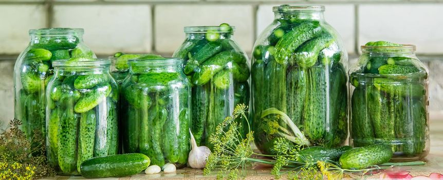 preservation of fresh house cucumbers. Selective focus. nature