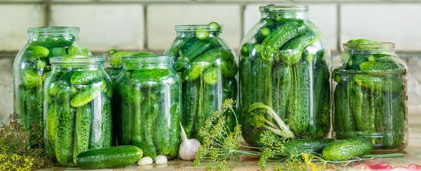 preservation of fresh house cucumbers. Selective focus. nature