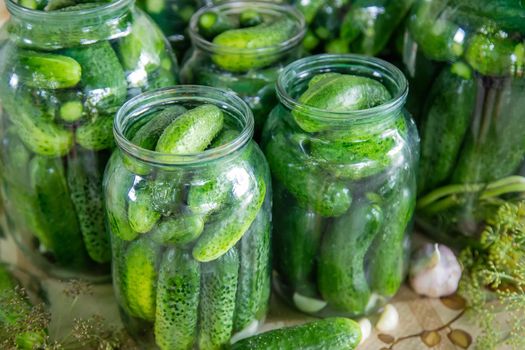 preservation of fresh house cucumbers. Selective focus. nature