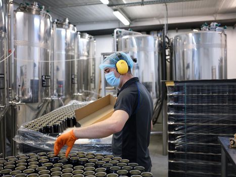 Worker with protective gear picking up cans of beer from a craft beer bottling production line