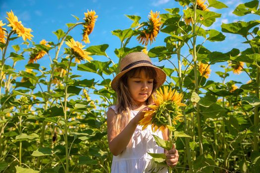 Child in a field of sunflowers. Selective focus. Nature.