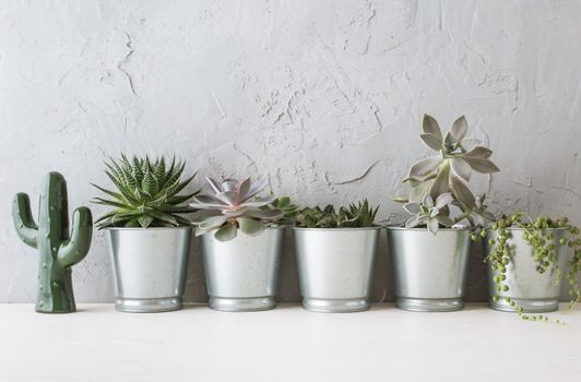succulents in the Scandinavian interior near the concrete wall. mock up. High quality photo