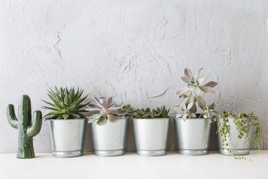 succulents in the Scandinavian interior near the concrete wall. mock up. High quality photo