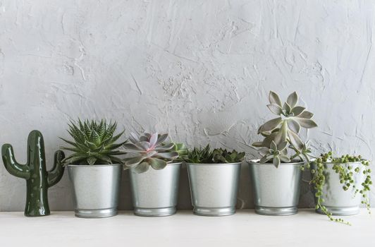 succulents in the Scandinavian interior near the concrete wall. mock up. High quality photo