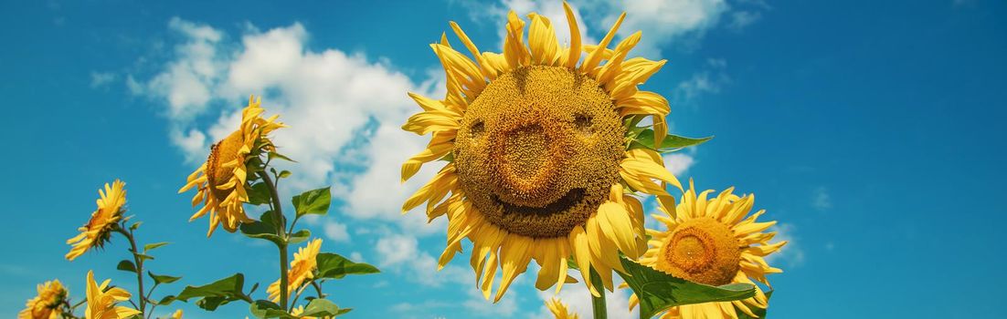 Field of blooming sunflowers. Nature. Selective focus nature